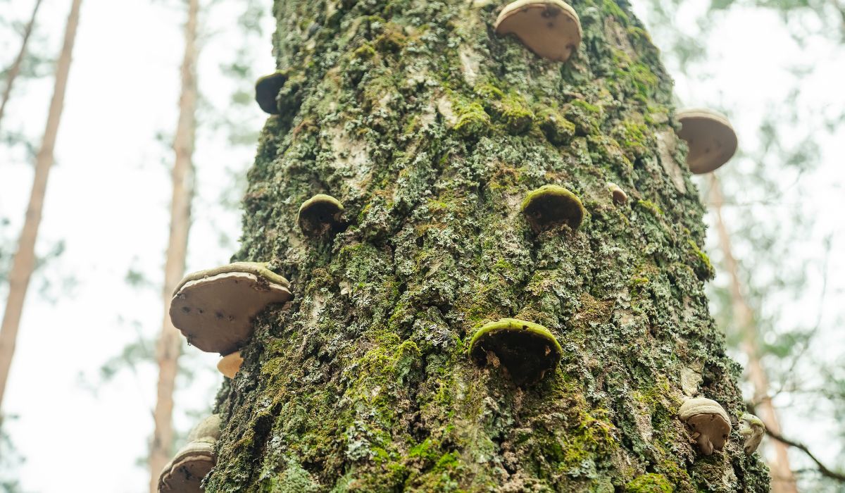 Tree Fungus