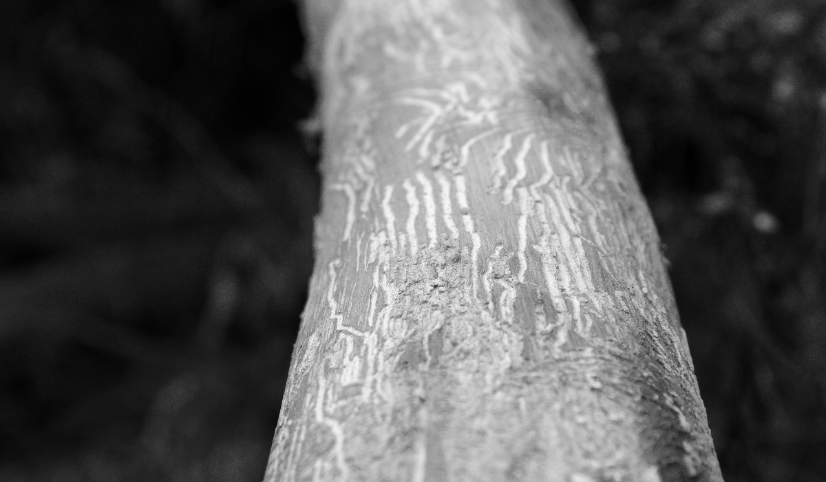 Dutch Elm Diseases