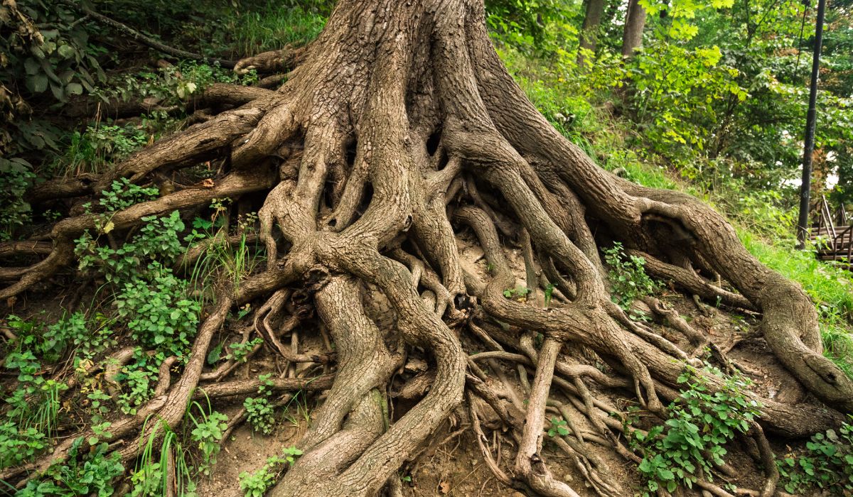 How Do Tree Surgeons Manage Tree Root Health