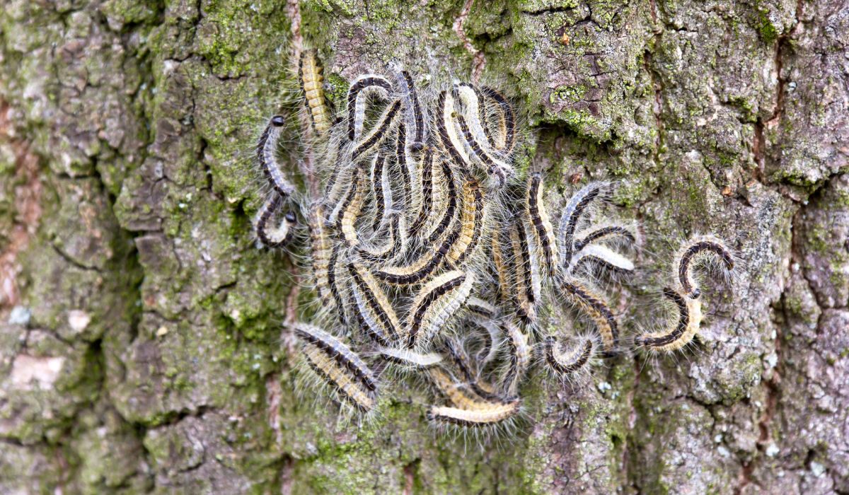 Why Is Oak Processionary Moth Dangerous and How Is It Managed