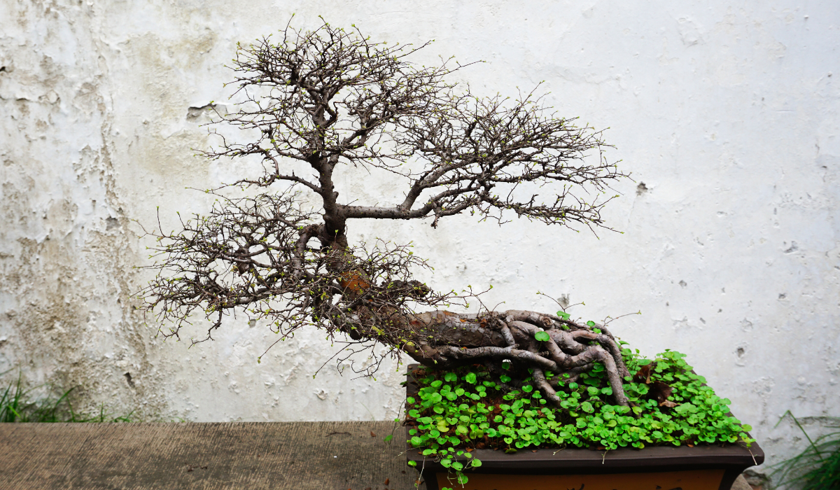 Are Bonsai Trees High Maintenance