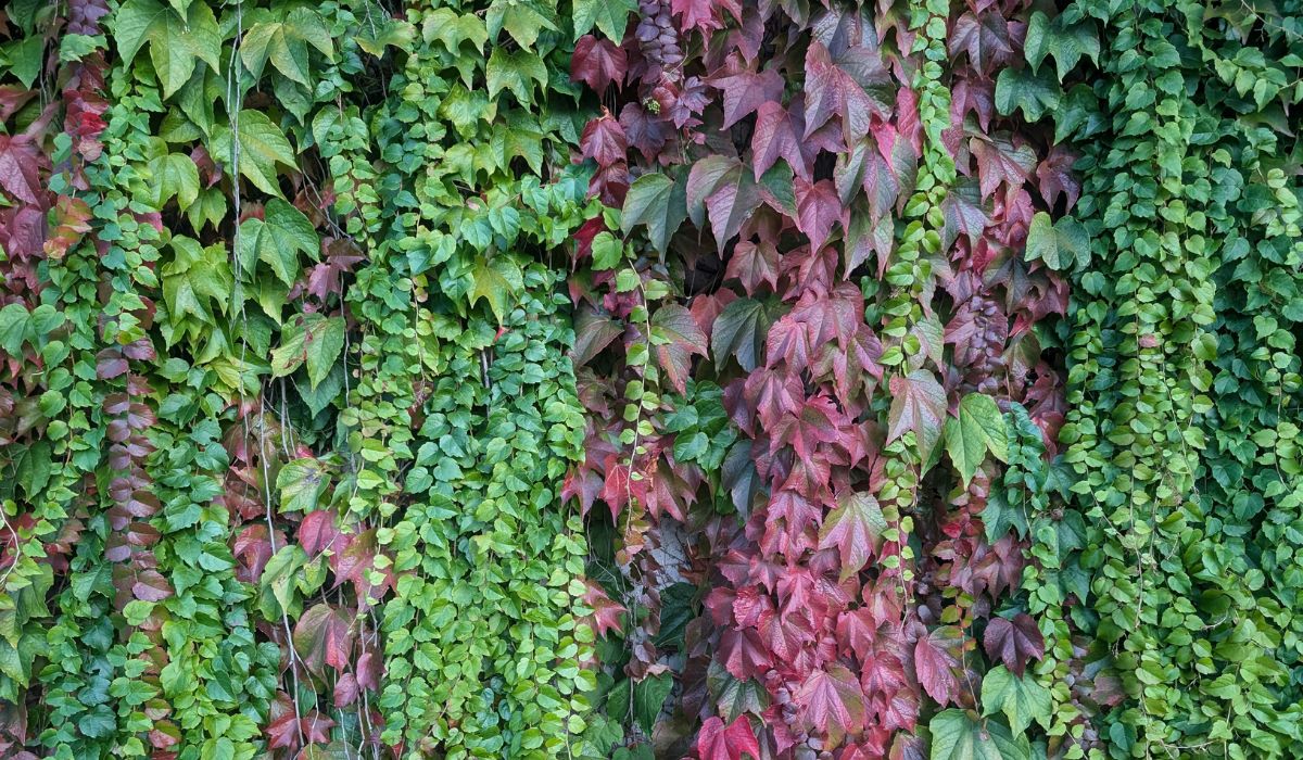 Will Ivy Kill a Tree?