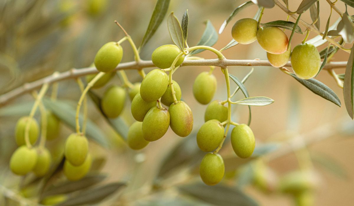 When to Prune Olive Trees in the UK